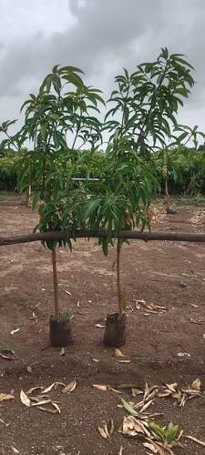 Green Mango Plant - Size: 8 Foot