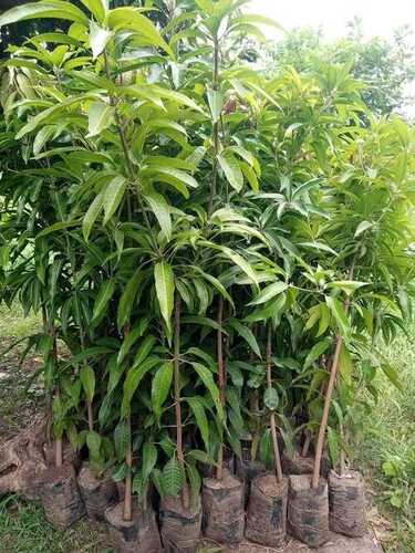 Nursery Mango Plant - Color: Green