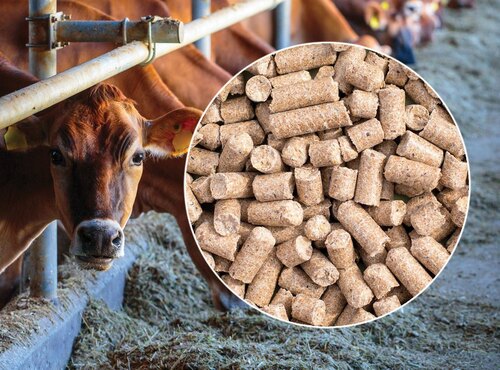 Brown Cattle Feed - Premium Quality, High Digestibility | Supports Health, Improves Growth, Customizable Mixes