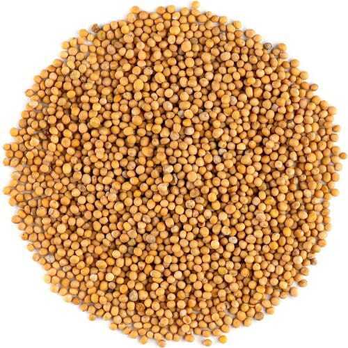 Mustard Seeds