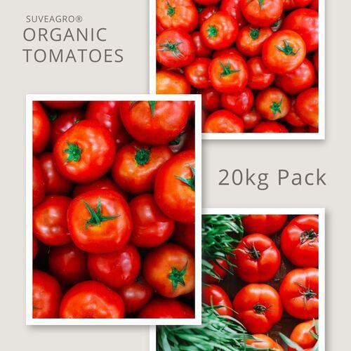 Fresh Tomatoes - Shelf Life: 1 Week