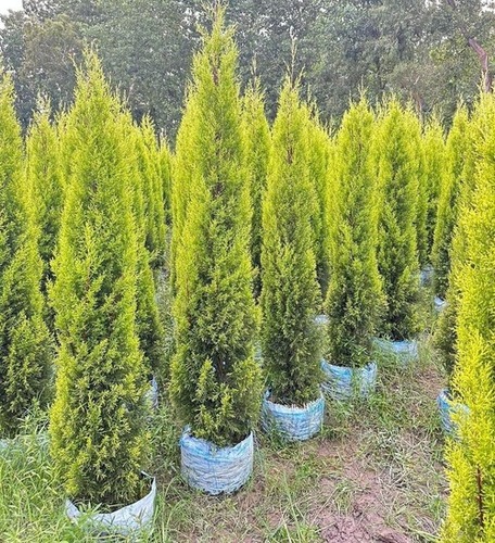 Plant Nursery - Good Condition Premium Quality Well Drained Natural Soil for Cupressus Macrocarpa | Indoor/Outdoor Decoration Gardening with Lighting and Cooling Systems