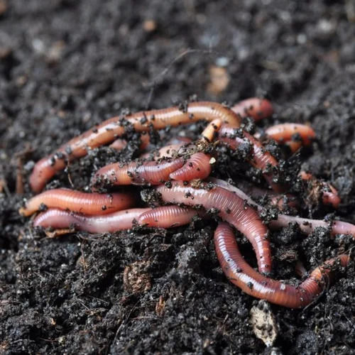 Agricultural Earthworm Vermicompost