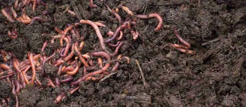 Eisenia Fetida Earthworms For Vermicomposting