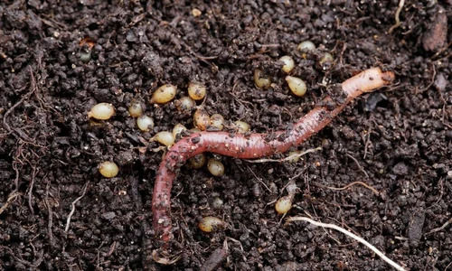 Organic Fertilizer Vermicompost