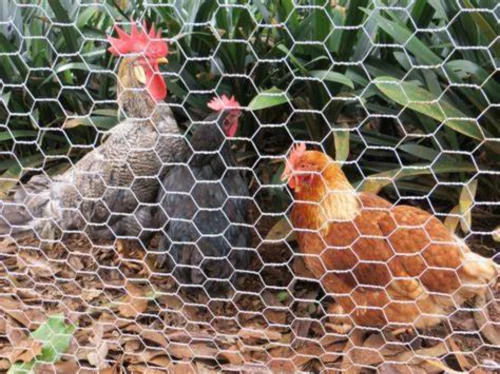 Chicken Wire Mesh