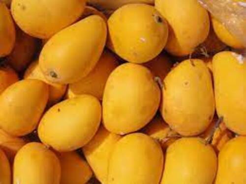 Fresh Mango - Oval Shape, Sweet Taste, Yellow Color, Standard Size, Peeled, 100% Pure | Very Good Quality, Good for Health, Shelf Life: 7 Days