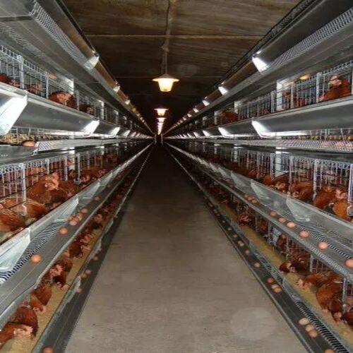 Poultry Battery Cage