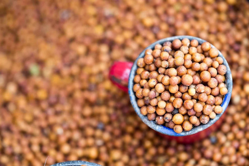 Sorghum Grain