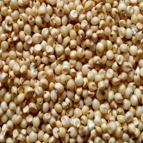 White Jowar