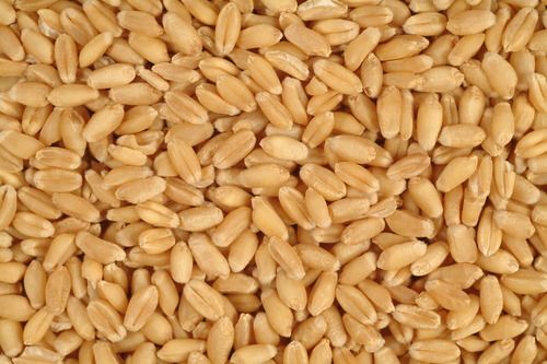 Brown Organic Wheat - Grade: A