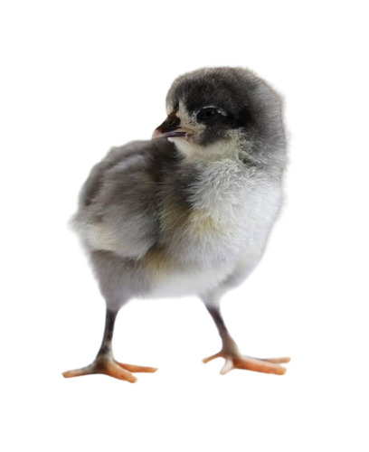 Black Australorp Poultry Chicks - 2 Days Old, Original Indian Breed, Black Color, Very Low Calorie, Ideal for Egg and Meat Production, Suitable for Both Genders