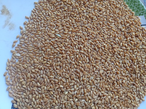 Wheat Grain - Soft Red Winter, 100% Purity , Golden Color, Hygienically Packed, Delivered on Time, Broken: 0%, Dried: 1