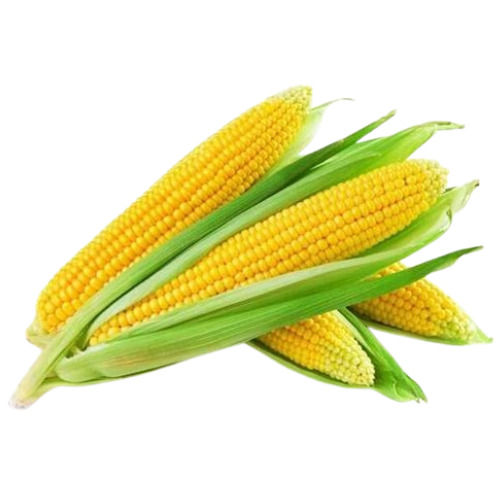 Sweet Corn