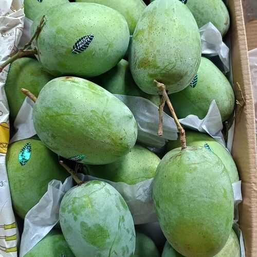 Gir Kesar Mango