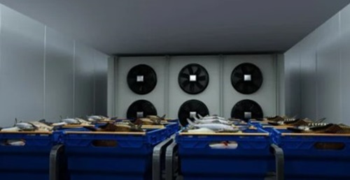 Fish Freezer Cold Room