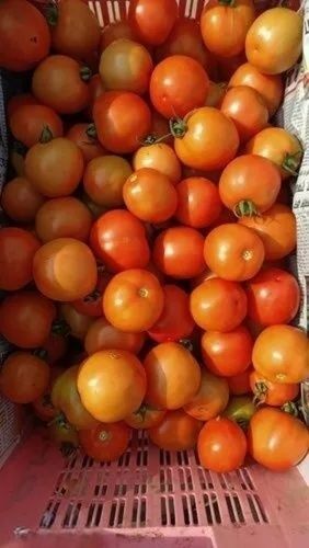 Fresh Tomatoes