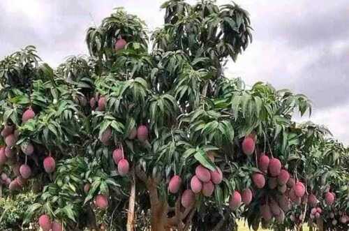 Mango Plant 