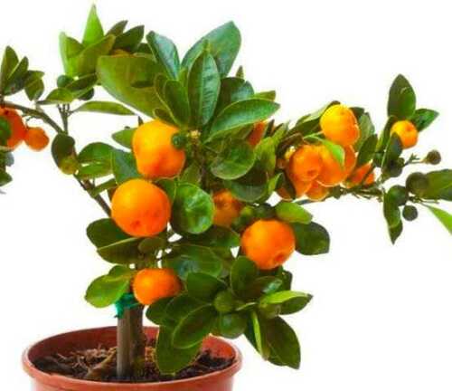 orange plant 