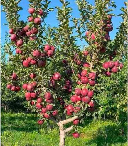 apple plant 