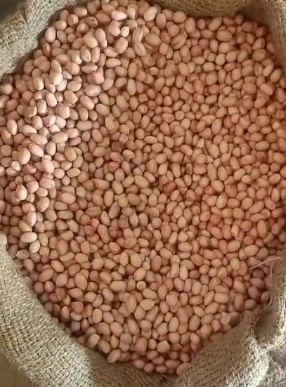 Ground Nuts - Organic A Grade Ground Nuts | Cultivated Naturally, Dried Style, Sourced from India for Authentic Flavor and Quality