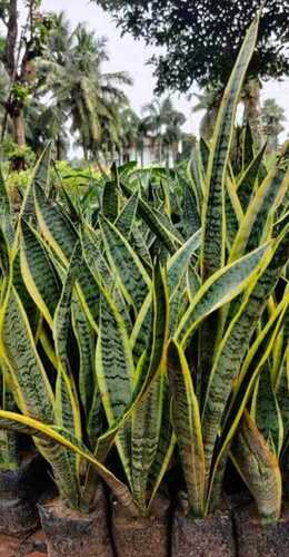 snake plants 