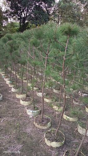 Casuarina Tapori Plant