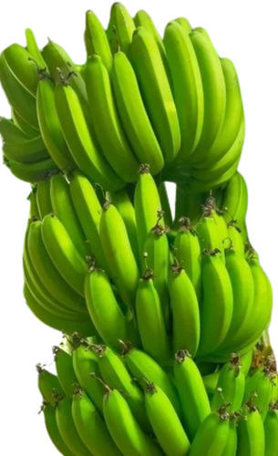 Cavendish Banana