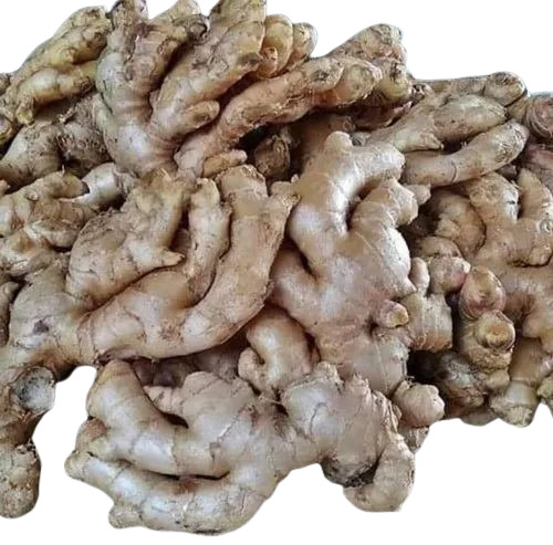 Fresh Ginger - 100% Pure, Very Good Quality, Good for Health | Irregular Shape, Preserved Style, Raw Processing, Store in Cool & Dry Places