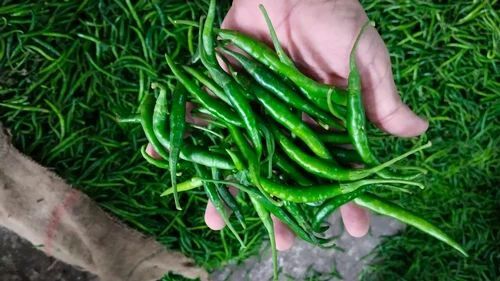 Fresh Green Chilli