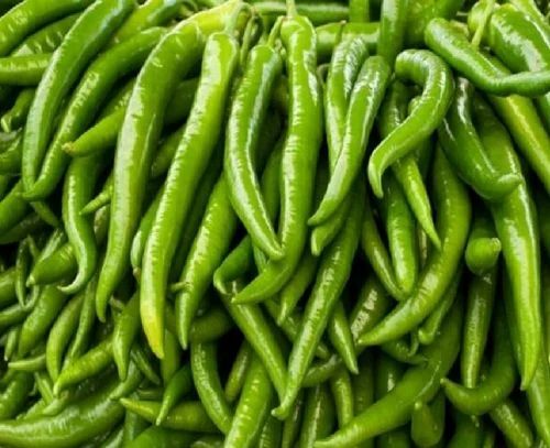 Fresh Green Chilli - Fresh & Very Good Quality, 100% Pure & Healthy Vegetable for Food Use, Elongated Shape, Raw Processing, Cool & Dry Storage, 7 Days Shelf Life