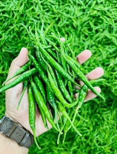 G4 Green Chilly - Fresh Quality, 100% Purity | Elongated Raw Vegetable, Preserved in Cool & Dry Places, Shelf Life: 7 Days