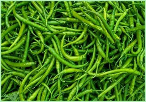 Green Chilli - Fresh & Very Good Quality Raw Vegetable | Elongated Shape, 100% Pure, Good for Health, 7 Days Shelf Life, Preserved in Cool & Dry Places