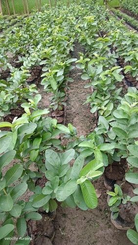 Hisar Safeda Well Watered Guava Plant