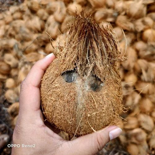 Husked Coconut