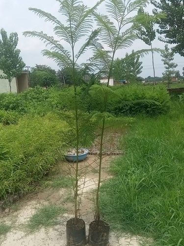 Jacaranda Plant