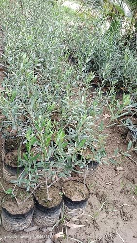 Olive Plants