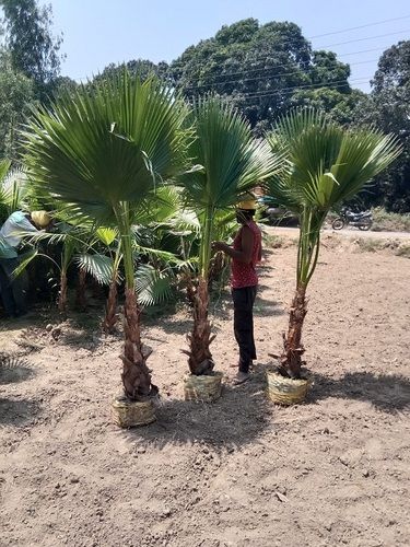 Washing Toniya Plant