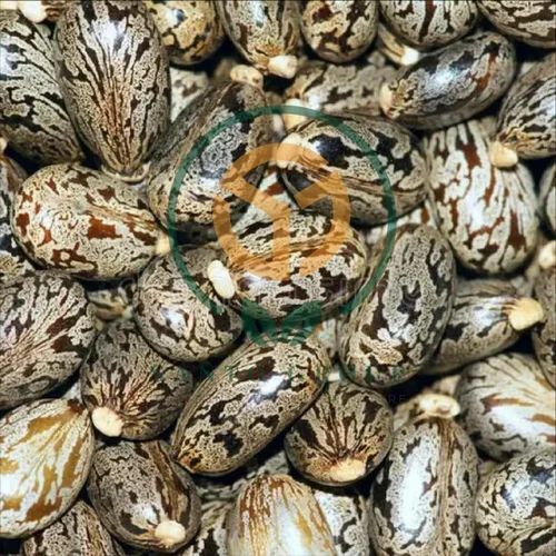 Castor Seeds