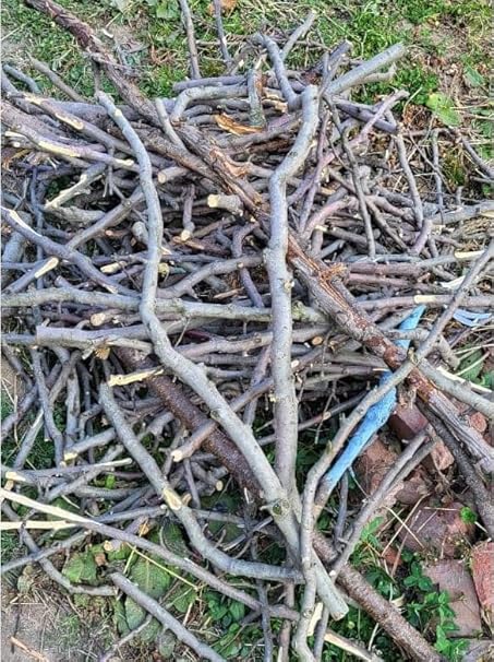 Tree Branches And Twigs