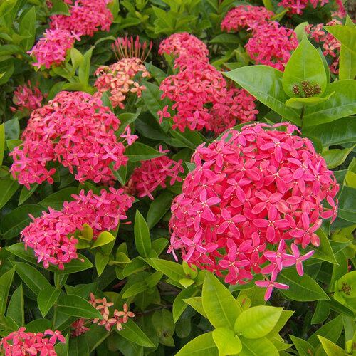 Ixora Plant - Eco-Friendly Outdoor Gardening, Full Sun Exposure | Standard Size, Pink Flower, Well-Drained Soil, Insect Resistant