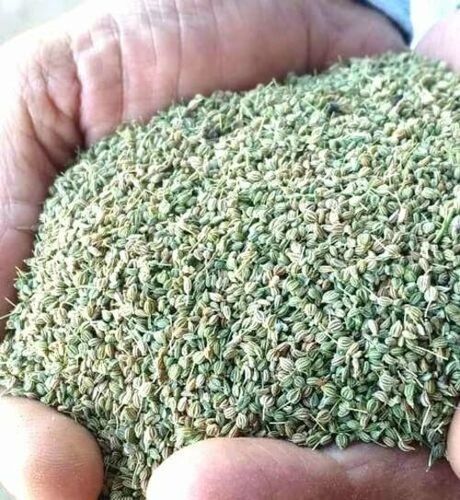 Pure Ajwain Seed 