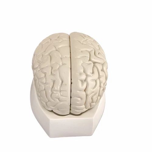 Brain Model - Advantage: Componentexternal Features