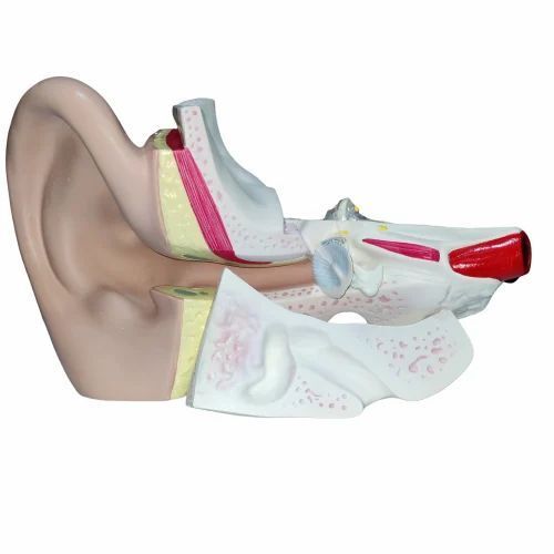 Giant Ear Models - Advantage: Training And Skill Lab