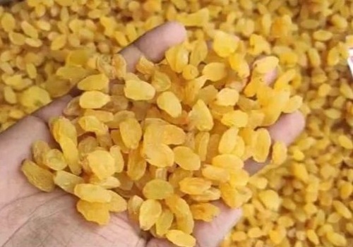 Golden Raisins - Natural Dried, 100% Pure Quality | Sweet Elongated Kishmish, Good for Health