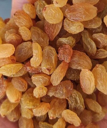 Golden Raisins - Fresh & Very Good Quality | Sweet Elongated Dried Fruits, 1g Protein, 6% Fiber, Health Benefits, Grade A, Standard Size