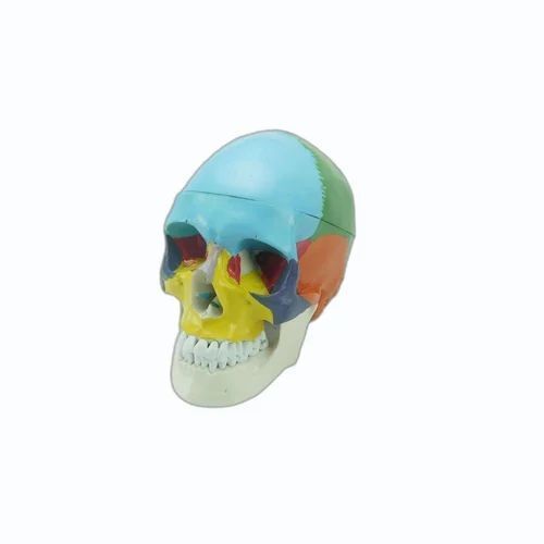 Coloured Skull Model - Color: Multi