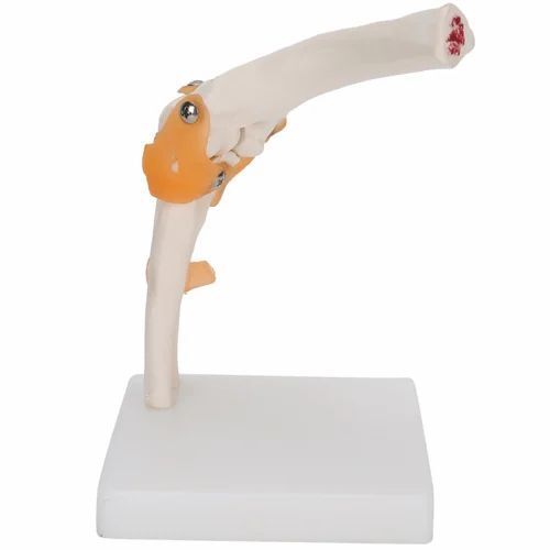 Elbow Joint Model With Ligaments - Color: Skin