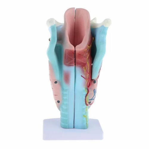 Human Larynx Model - Color: Different Colour