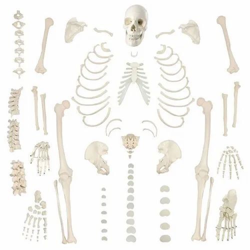 Plastic Skeleton - Application: Hospital